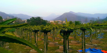 फल्दैछ ड्रागन फ्रुट